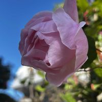 月下美人,クイーンエリザベス,初日の出,初霜,ばら バラ 薔薇の画像