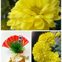 キク,ニラ,日々草,サニーレタス,きく  菊の画像