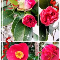 ツバキ,乙女椿,ヤブツバキ,ハクモクレン,藪椿の画像