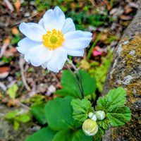 シュウメイギク,シュウメイギク,寒い朝の画像