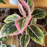 アグラオネマ,アグラオネマ,サトイモ科,観葉植物,ハイドロカルチャーの画像