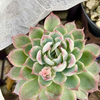 エケベリア,花うらら,プリドニス,多肉植物,小さなお庭の画像