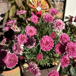 ビオラ,ガーデニング,ピンクの花,シェードガーデン,レスキューの画像