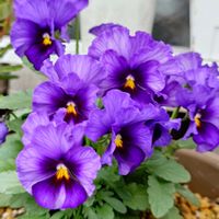 アリッサム,スギ,ガーデンシクラメン,ビオラ,レースラベンダーの画像