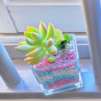 黄麗,黄麗,胡蝶の舞,胡蝶の舞,多肉植物の画像