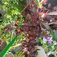 ルビーネックレス,スイートアリッサム ,ラナンキュラスラックス,ガーデンシクラメン イリュージア ピンクラテ,ベランダガーデニングの画像