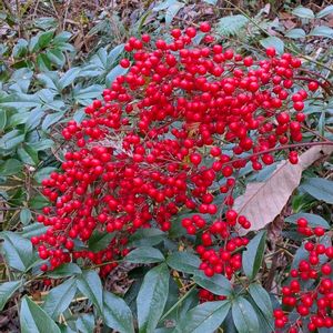 ナンテン,南天,雑草,山野草,野草の画像