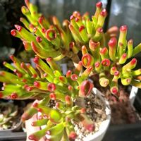 ゴーラム,クラッスラ属,多肉大好き,多肉植物の紅葉,明けましておめでとうございますの画像