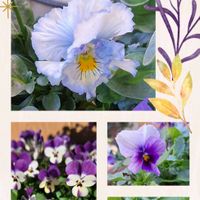 植木鉢,青い花マニア,美しく青きドヨウ,チーム・ブルー,パンビオ大好きの画像