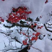 ナナカマドの画像