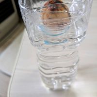 アボカド,アボカド栽培,花のある暮らし,癒される♡,花と緑のある暮らしの画像