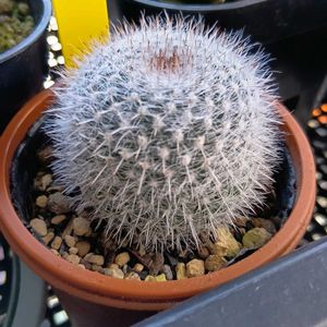 サボテン,玉翁,玉翁,Lytocaryum weddellianum(ブラジルヒメヤシ),ダイソー 産の画像