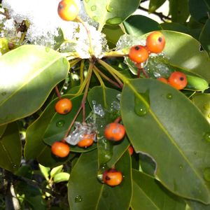 ソヨゴ,ソヨゴの画像