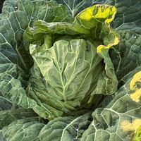 ブロッコリー,ブロッコリー,キャベツ,キャベツ,ほうれん草の画像