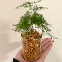 アスパラガス,リビング・ダイニングの画像