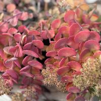 ミセバヤ,多肉植物,可愛い,花のある暮らし,スマホ撮影の画像
