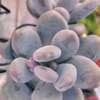 星美人,パキフィツム 星美人の画像