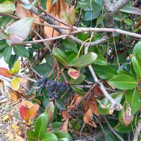 シャリンバイの画像