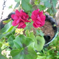 アイビーゼラニウム,パンジー,パンジー,ビオラ,ビオラの画像