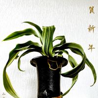 オモト,オモト,万年青,万年青,万年青(おもと)の画像