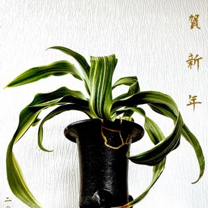 オモト,オモト,万年青,万年青,万年青(おもと)の画像