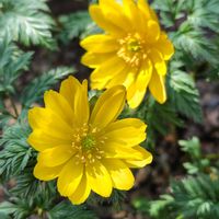 フクジュソウ,福寿草,zaijinビオラ,花束ブランケット,ブーケブランケットの画像