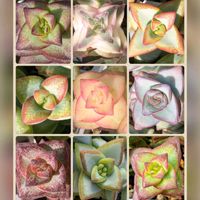 ルペストリス,星の王子,南十字星,星乙女,愛星の画像