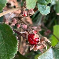 アオキ,フユイチゴ,福島県,山の植物の画像