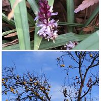 カリン,カリン,吉祥草,キチジョウソウ(吉祥草),小さな花の画像