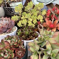 火祭り,虹の玉,ダーククリスマス,ブルーリボン,寄せ植えの画像