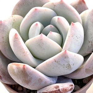 トラムソ,トラムソ(ベンケイソウ科/エケベリア属),多肉植物,エケベリア属,多肉大好きの画像