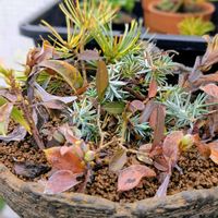 月山ヨウラクツツジ,黄金宮島五葉松,白鵬杜松,盆栽,ミニ盆栽の画像