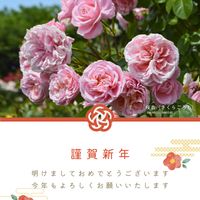 ピンクのバラ,ばら,バラ　桜衣（さくらごろも）,正月,つるバラの画像