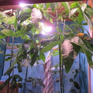 観葉植物,癒し,種子,インテリアグリーン,珍奇植物の画像