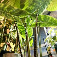 ドラセナ,モンステラ,アグラオネマ,柱サボテン,カラテアの画像