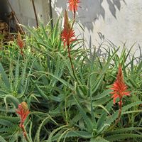 キダチアロエの画像