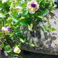 トレニア,私の癒し,お花好きの人と繋がりたいの画像