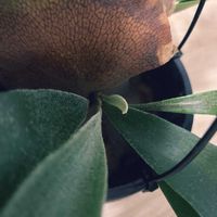 コウモリラン,ビカクシダ ネザーランド,リビング・ダイニングの画像