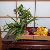 オモト,マンリョウ,かぼちゃ,仏手柑（ぶっしゅかん）,ハスの花托の画像