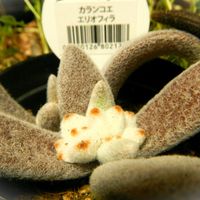 シナモン,福兎耳,カランコエ シナモン,エリオフィラ,カランコエ エリオフィラ (福兎耳)の画像