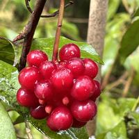 アオキ,ツバキ,ホウオウゴケ,ジャゴケ,サネカズラの画像