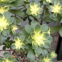 夕映え,アエオニウム 夕映え,ピンクウイッチ,多肉植物,アエオニウム属の画像