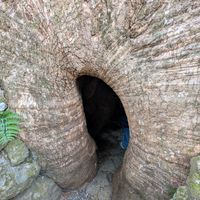 クスノキ,スギノキ,いつもありがとう♡,花のある暮らし,和歌山県の画像