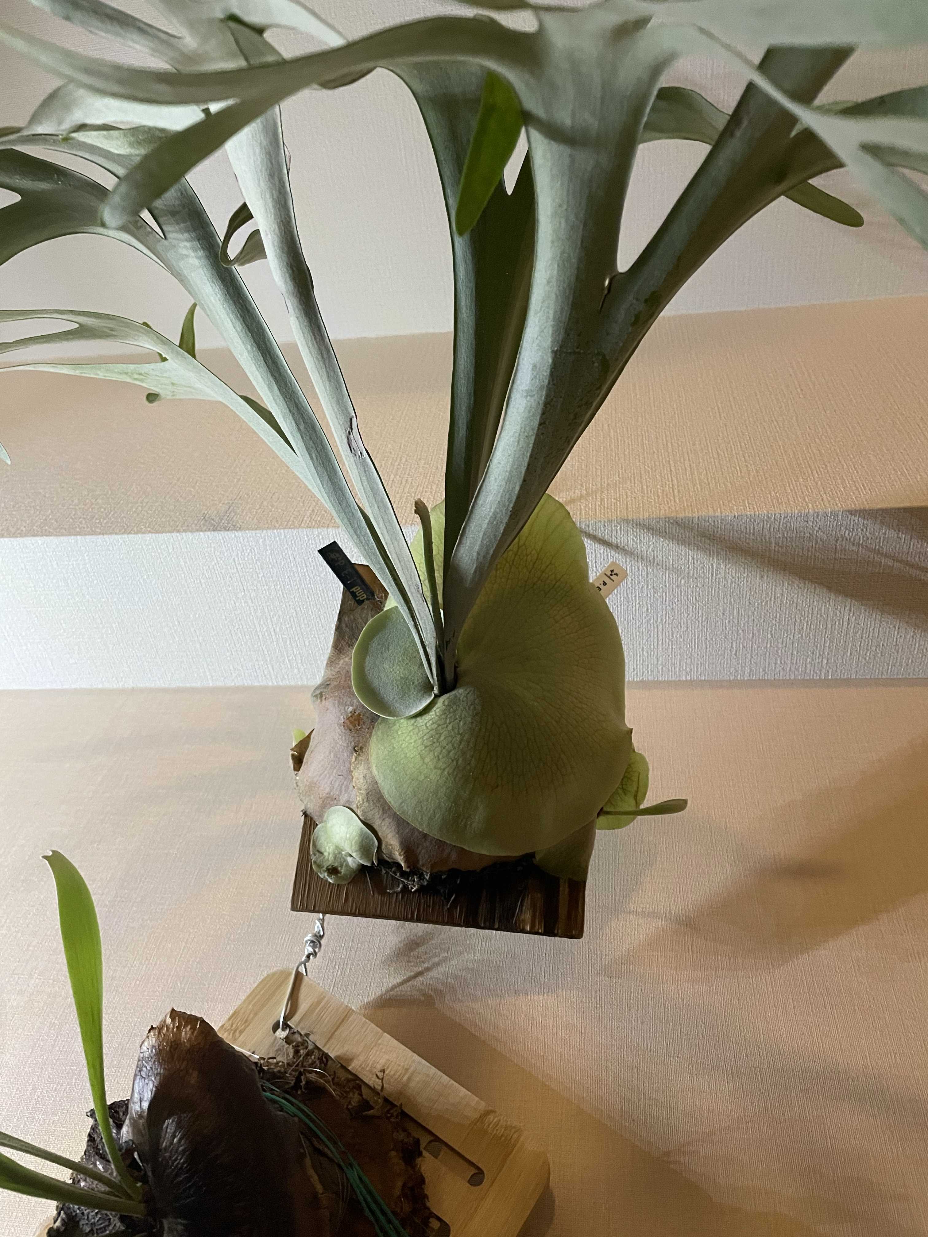 貯水葉の中から、出てる胞子葉について ビカクシダの森