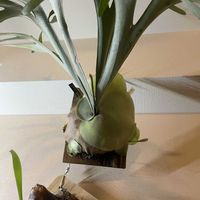 ビカクシダ,ビカクシダ ビフルカツム,観葉植物のある暮らし,ハンギング,推し活の画像