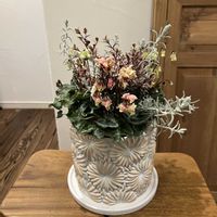 ロフォミルタス マジックドラゴン,シクラメン 森の妖精,エレモフィラ スノークリスタル,シクラメン　森の妖精　アンティーク,寄せ植えの画像