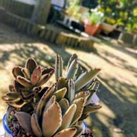 トリカラー,月兎耳,福兎耳,斑入りタイトゴメ,テディベアの画像