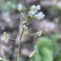 オオイヌノフグリ,オオイヌノフグリ,ナズナ,ナズナ,ホトケノザの画像