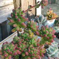 パンジー,多肉植物いろいろ,ペルシア,ルビーティント,多肉植物の画像