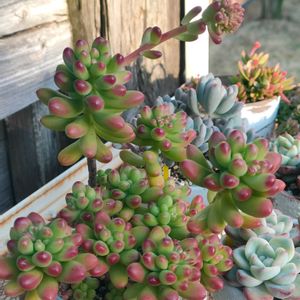 パンジー,多肉植物いろいろ,ペルシア,ルビーティント,多肉植物の画像